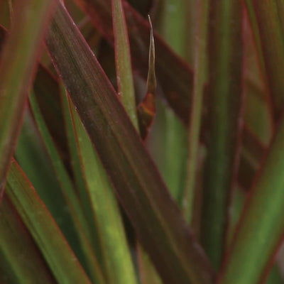 Proven Selections Cordylena Bloodstone Madagascar Dragon Tree up close.