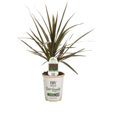 Proven Selections® Cordylena® Bloodstone Madagascar Dragon Tree (Dracaena marginata)