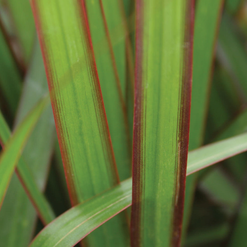 Proven Selections Cordylena Jade Madagascar Dragon Tree up close.