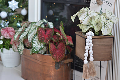 Limited Edition Royale | Heart to Heart® 'White Wonder' Christmas Caladium