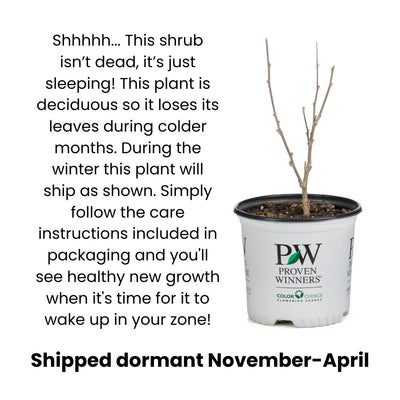 Infographic explaining and showing dormancy in shrubs.