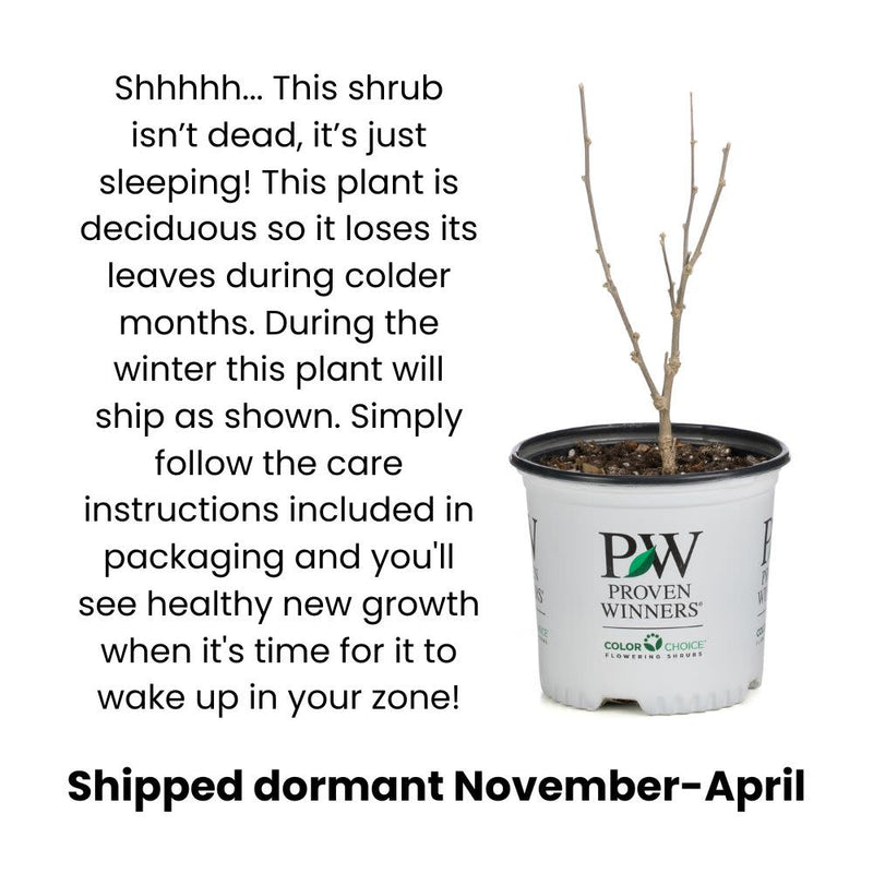 Infographic explaining and showing dormancy in shrubs.