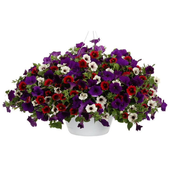 A vibrant hanging basket with a mix of purple, red, and white flowers, including varieties such as Superbells and Supertunia annuals.