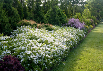 Yuki Snowflake® (Deutzia hybrid)