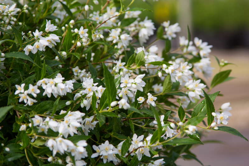 Yuki Snowflake® (Deutzia hybrid)