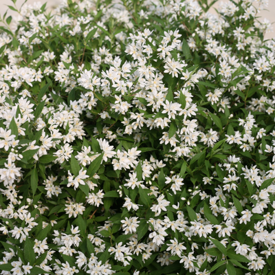 Yuki Snowflake® (Deutzia hybrid)