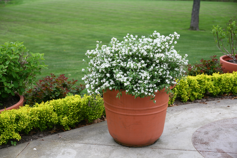 Yuki Snowflake® (Deutzia hybrid)