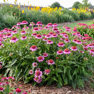 Double Coded® 'Everything's Rosy' Coneflower (Echinacea hybrid)