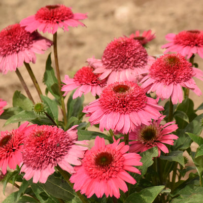 Double Coded® Coral Cranberry Coneflower (Echinacea hybrid) | Proven Winners® New Variety 2026