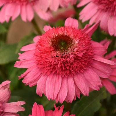Double Coded® Coral Cranberry Coneflower (Echinacea hybrid) | Proven Winners® New Variety 2026