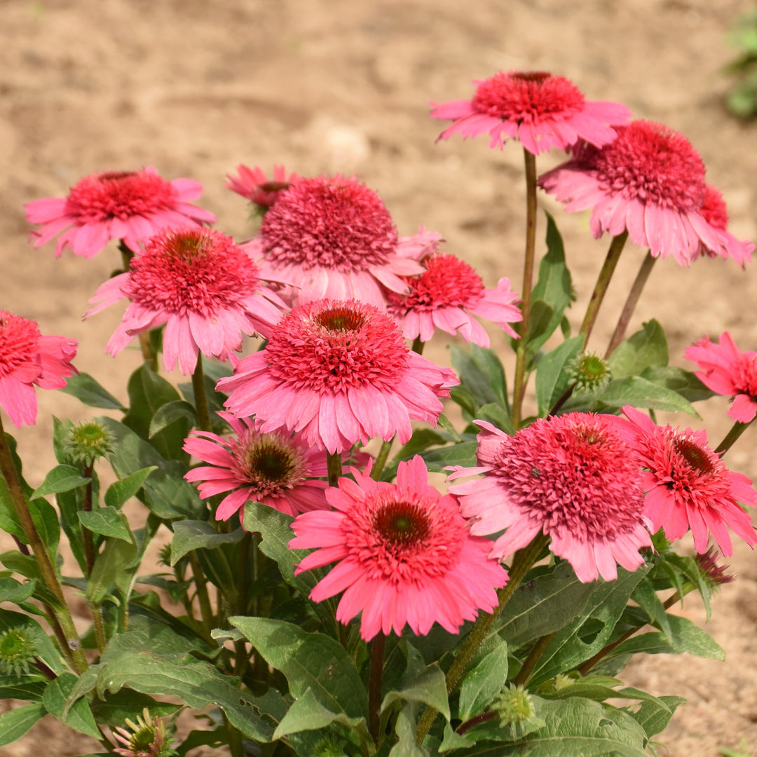 Coneflower | Double Coded® 'Coral Cranberry' | Proven Winners