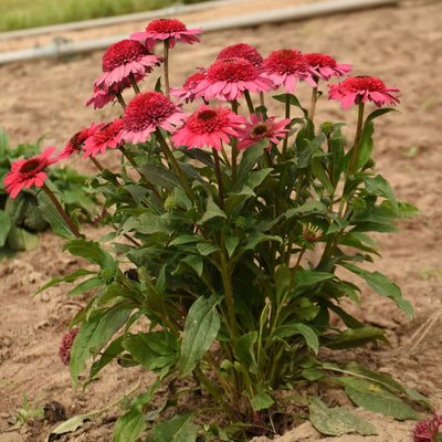 Double Coded® Coral Cranberry Coneflower (Echinacea hybrid) | Proven Winners® New Variety 2026