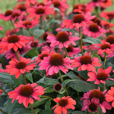 Color Coded® Knock 'em Red Coneflower (Echinacea hybrid) | Proven Winners® New Variety 2026