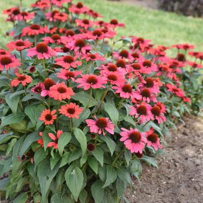 Color Coded® Knock 'em Red Coneflower (Echinacea hybrid) | Proven Winners® New Variety 2026