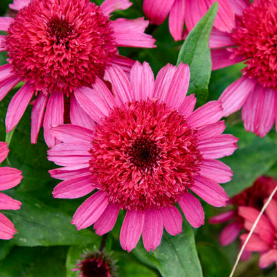 Double Coded® 'Raspberry Beret' Coneflower (Echinacea hybrid)