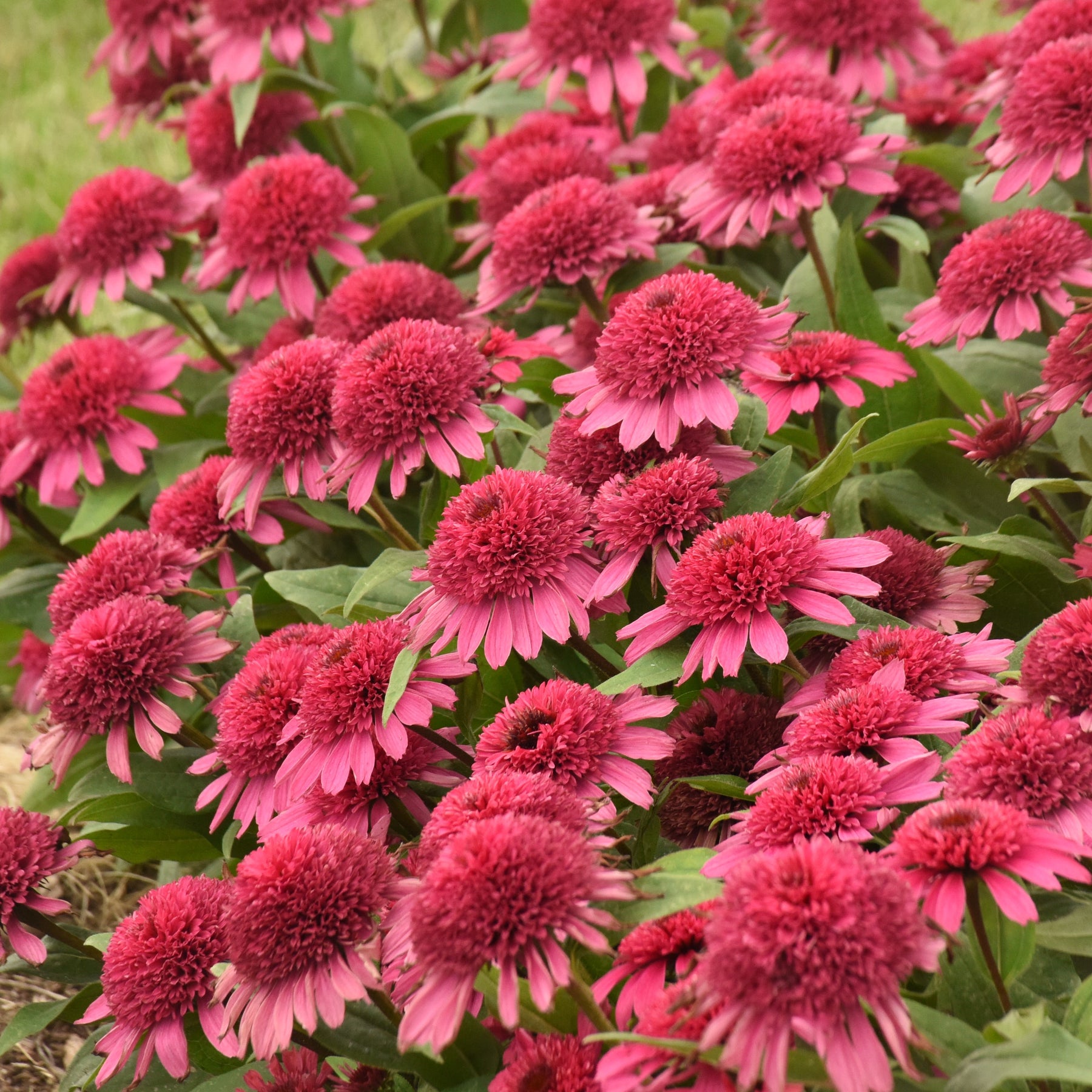 Coneflower | Double Coded® 'Raspberry Beret' | Proven Winners ...