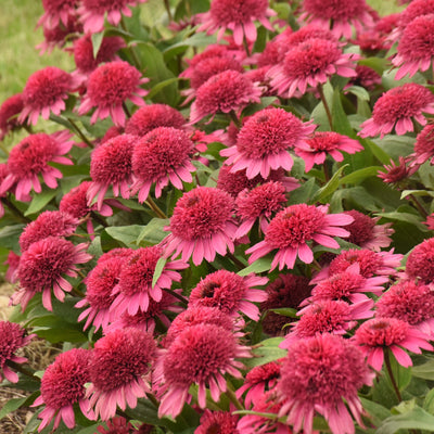 Double Coded 'Raspberry Beret' Coneflower up close.