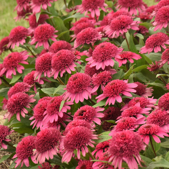 Double Coded® 'Raspberry Beret' Coneflower (Echinacea hybrid)