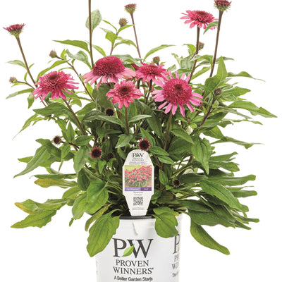 Double Coded 'Raspberry Beret' Coneflower in container.