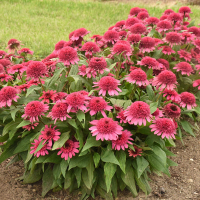 Double Coded 'Raspberry Beret' Coneflower in focus.