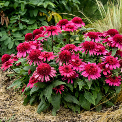 Double Coded® 'Raspberry Beret' Coneflower (Echinacea hybrid)