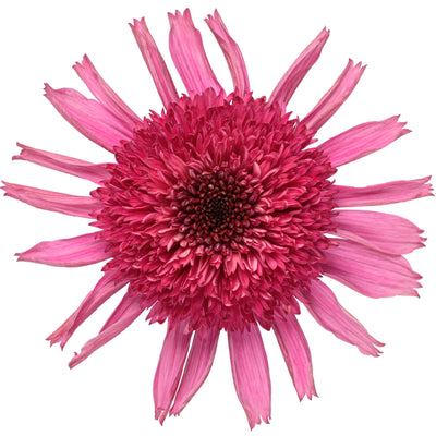 Double Coded® 'Raspberry Beret' Coneflower (Echinacea hybrid)