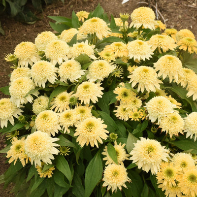 Double Coded 'Butter Pecan' Coneflower in focus.