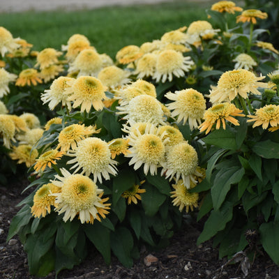 Double Coded 'Butter Pecan' Coneflower in use.