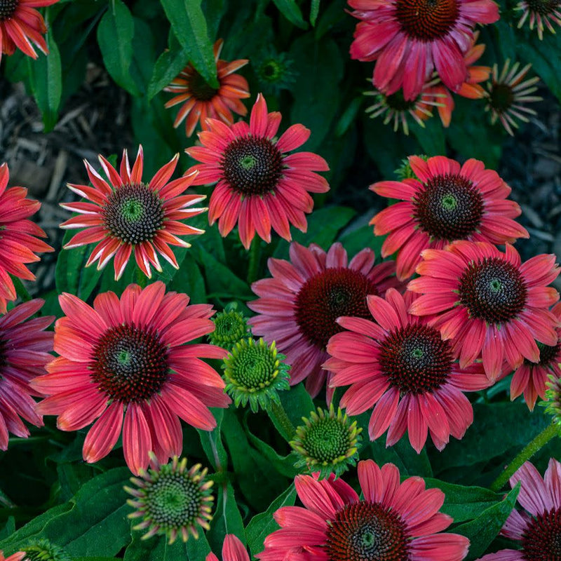 Summersong™ Firefinch™ Coneflower (Echinacea hybrid)