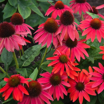 Summersong Firefinch Coneflower up close.