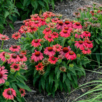 Summersong™ Firefinch™ Coneflower (Echinacea hybrid)