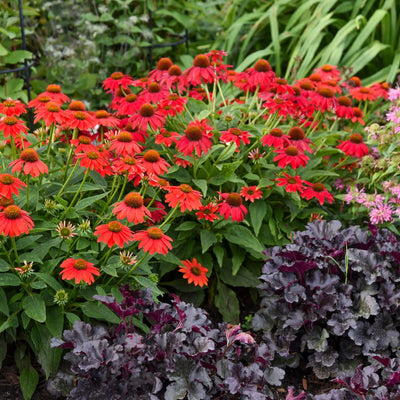 Summersong™ Firefinch™ Coneflower (Echinacea hybrid)