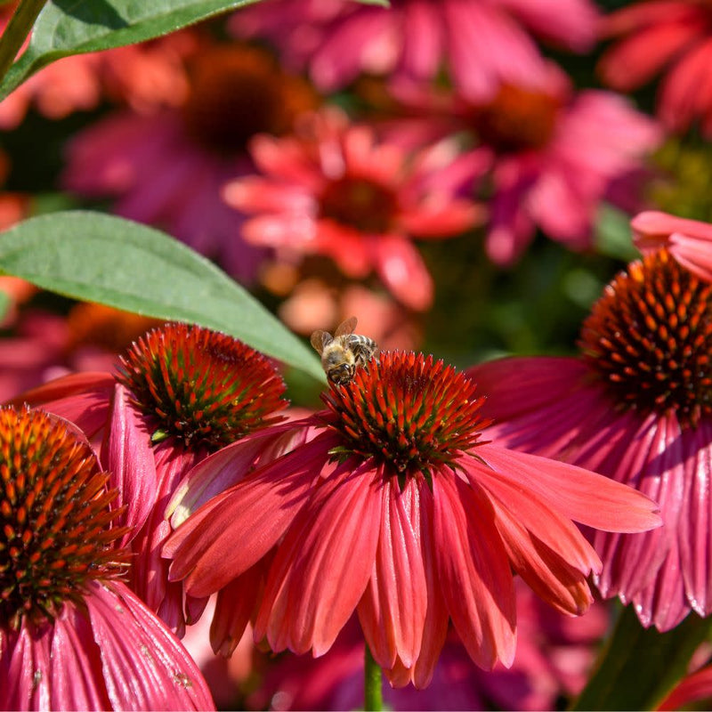 Summersong™ Firefinch™ Coneflower (Echinacea hybrid)