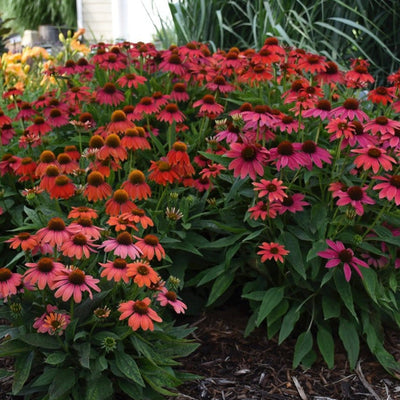 Summersong Firefinch Coneflower in use.