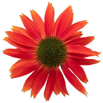 Summersong™ Firefinch™ Coneflower (Echinacea hybrid)