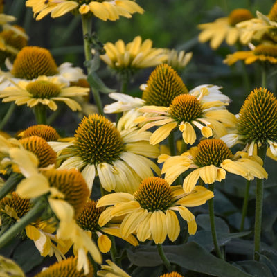 Color Coded® 'Yellow My Darling' Coneflower (Echinacea hybrid)