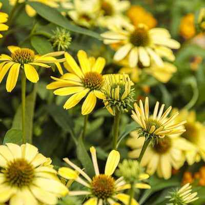 Color Coded 'Yellow My Darling' Coneflower up close.