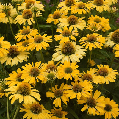 Color Coded 'Yellow My Darling' Coneflower up close.