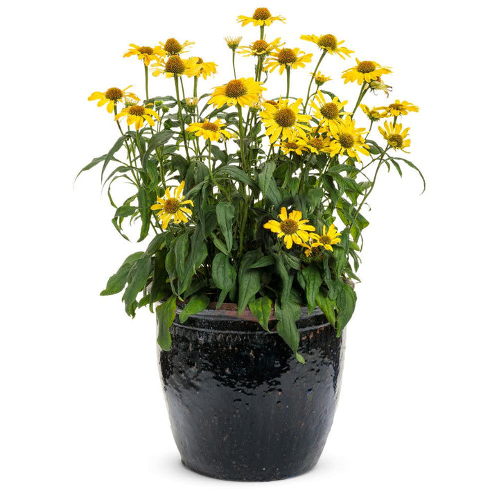 Coneflower | Color Coded® 'Yellow My Darling' | Proven Winners
