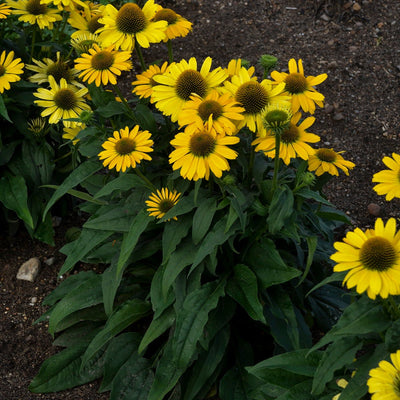 Color Coded 'Yellow My Darling' Coneflower in focus.