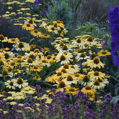 Color Coded® 'Yellow My Darling' Coneflower (Echinacea hybrid)