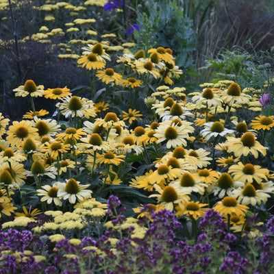 Color Coded 'Yellow My Darling' Coneflower in use.