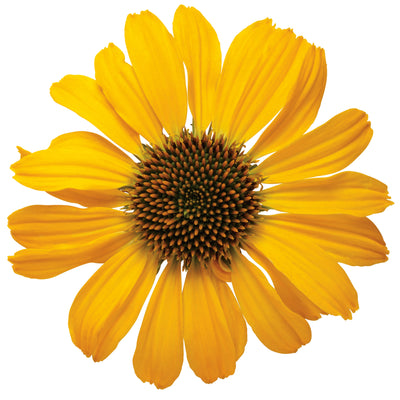 Color Coded® 'Yellow My Darling' Coneflower (Echinacea hybrid)