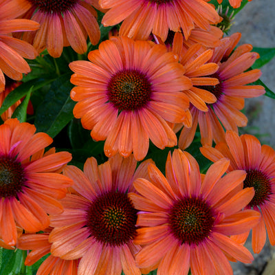 Color Coded® 'Orange You Awesome' Coneflower (Echinacea hybrid)