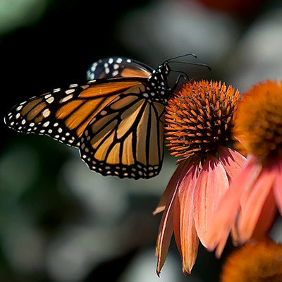 Color Coded® 'Orange You Awesome' Coneflower (Echinacea hybrid)