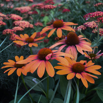 Color Coded 'Orange You Awesome' Coneflower up close.