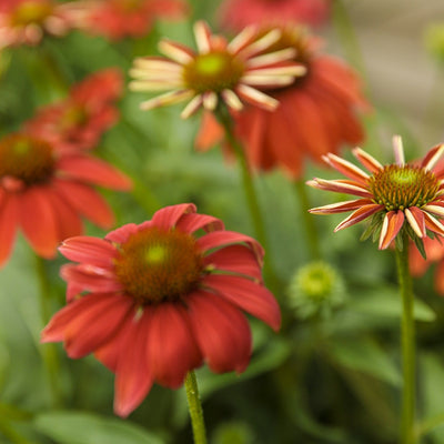 Color Coded 'Orange You Awesome' Coneflower up close.