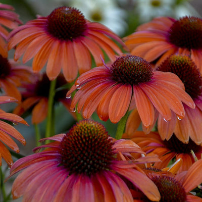 Color Coded 'Orange You Awesome' Coneflower up close.