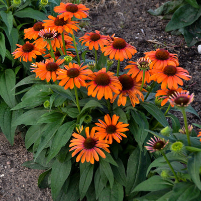 Color Coded 'Orange You Awesome' Coneflower in focus.