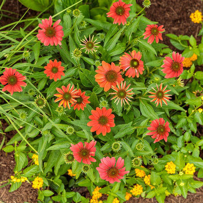 Color Coded® 'Orange You Awesome' Coneflower (Echinacea hybrid)